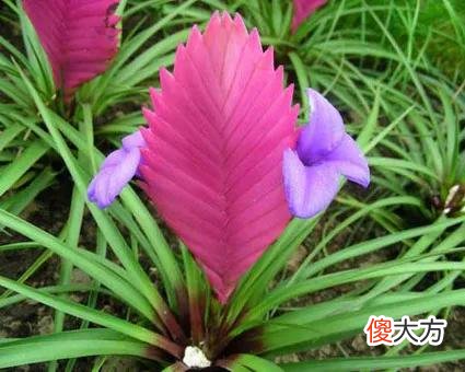 50种名字非常好听又漂亮的花图片分享 各种花的图片和名字 漂亮