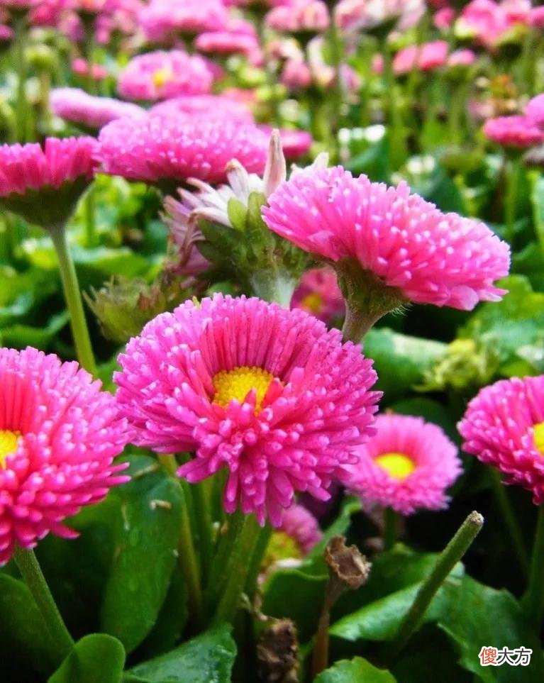 50种名字非常好听又漂亮的花图片分享 各种花的图片和名字 漂亮
