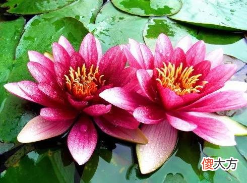 50种名字非常好听又漂亮的花图片分享 各种花的图片和名字 漂亮