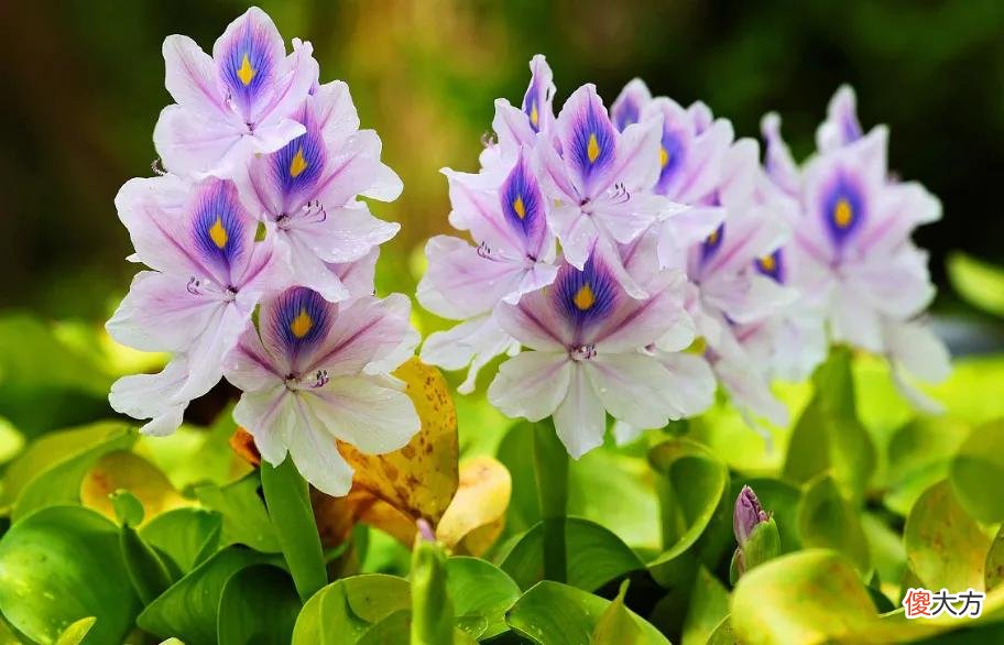 50种名字非常好听又漂亮的花图片分享 各种花的图片和名字 漂亮