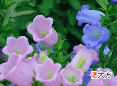 50种名字非常好听又漂亮的花图片分享 各种花的图片和名字 漂亮
