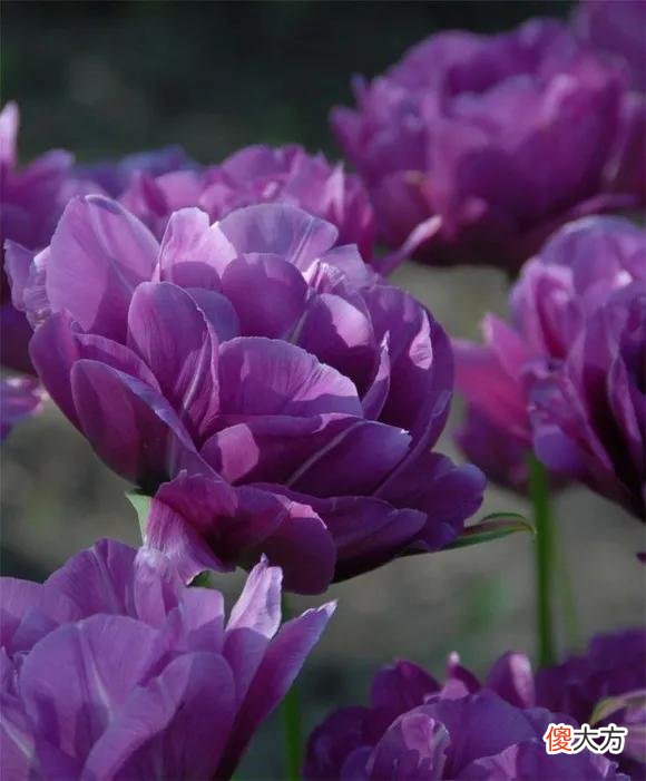 50种名字非常好听又漂亮的花图片分享 各种花的图片和名字 漂亮
