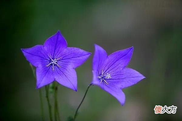 50种名字非常好听又漂亮的花图片分享 各种花的图片和名字 漂亮