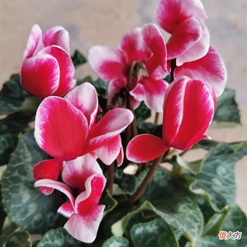 50种名字非常好听又漂亮的花图片分享 各种花的图片和名字 漂亮