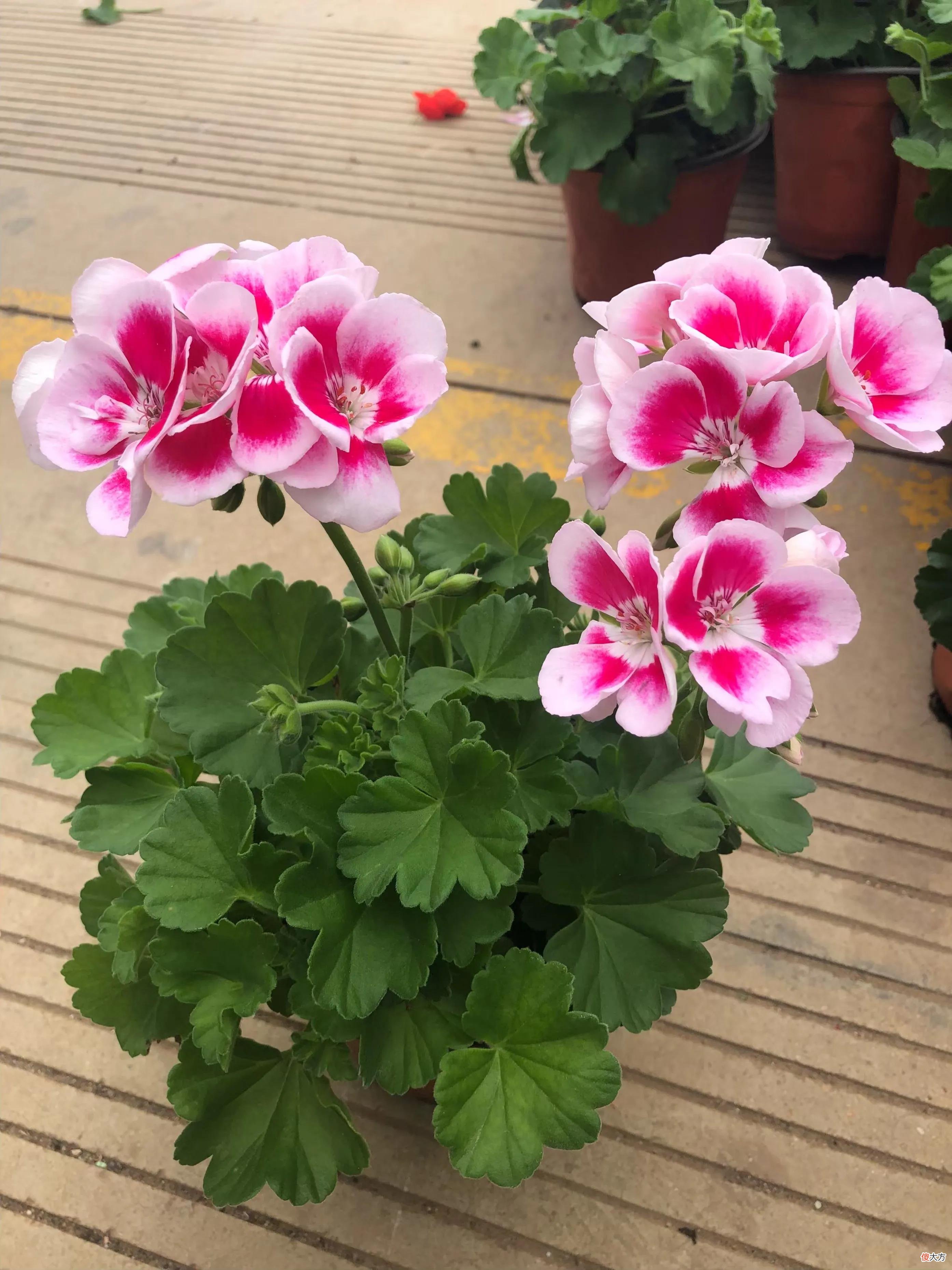 50种名字非常好听又漂亮的花图片分享 各种花的图片和名字 漂亮
