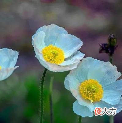 50种名字非常好听又漂亮的花图片分享 各种花的图片和名字 漂亮
