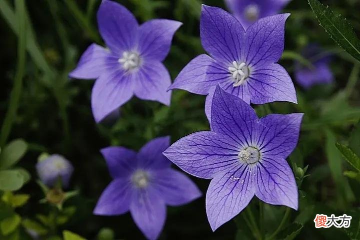50种名字非常好听又漂亮的花图片分享 各种花的图片和名字 漂亮