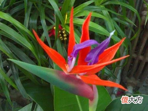 50种名字非常好听又漂亮的花图片分享 各种花的图片和名字 漂亮