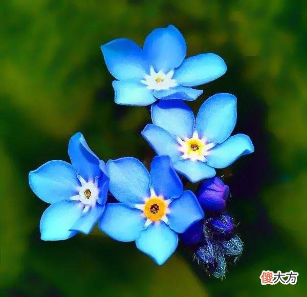 50种名字非常好听又漂亮的花图片分享 各种花的图片和名字 漂亮