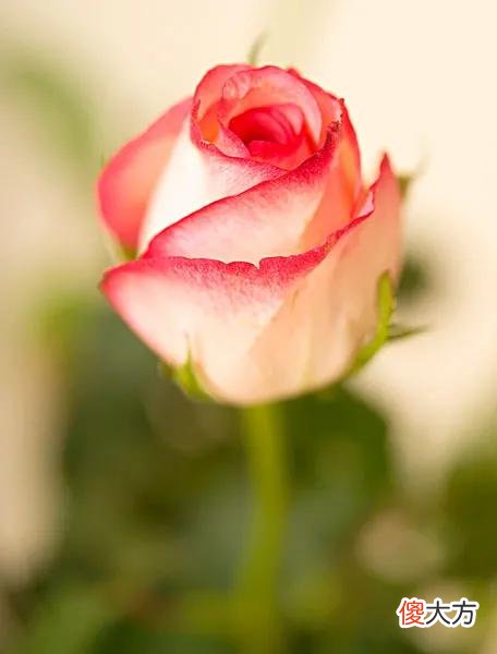 50种名字非常好听又漂亮的花图片分享 各种花的图片和名字 漂亮