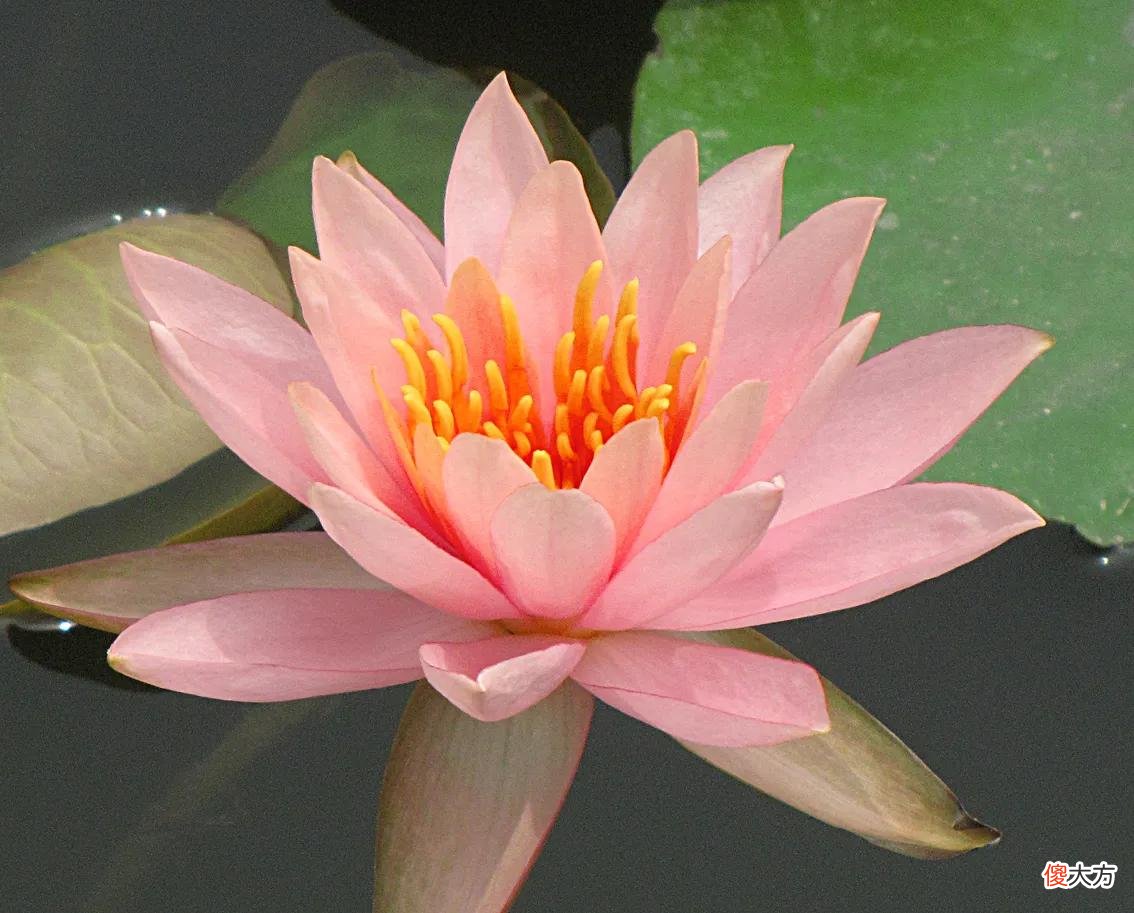 50种名字非常好听又漂亮的花图片分享 各种花的图片和名字 漂亮