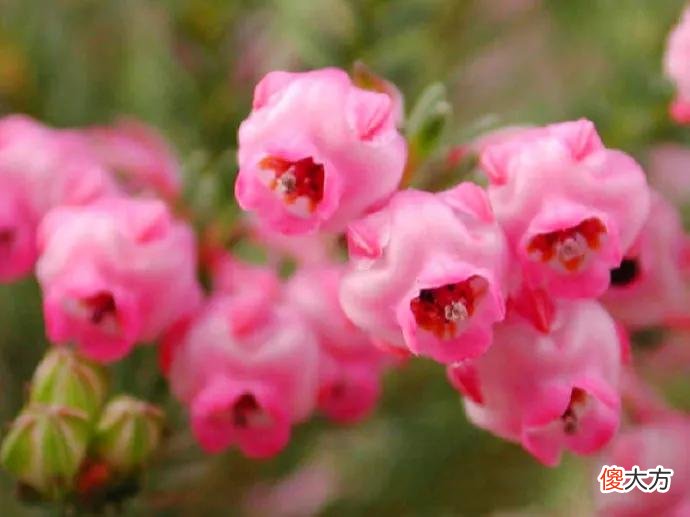 50种名字非常好听又漂亮的花图片分享 各种花的图片和名字 漂亮