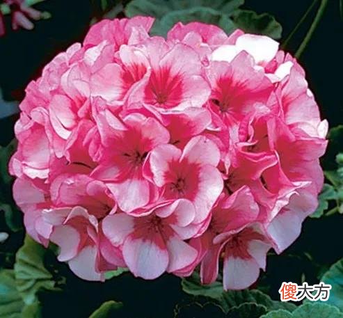 50种名字非常好听又漂亮的花图片分享 各种花的图片和名字 漂亮
