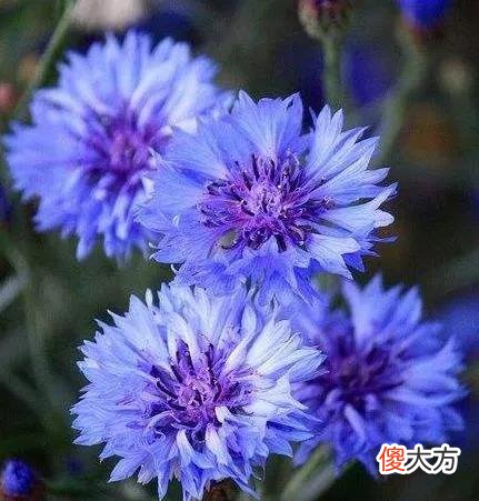 50种名字非常好听又漂亮的花图片分享 各种花的图片和名字 漂亮