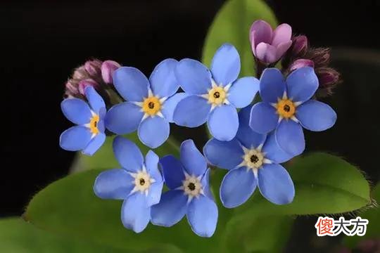 50种名字非常好听又漂亮的花图片分享 各种花的图片和名字 漂亮