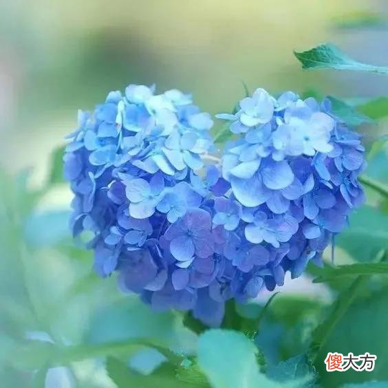 50种名字非常好听又漂亮的花图片分享 各种花的图片和名字 漂亮