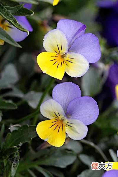 50种名字非常好听又漂亮的花图片分享 各种花的图片和名字 漂亮
