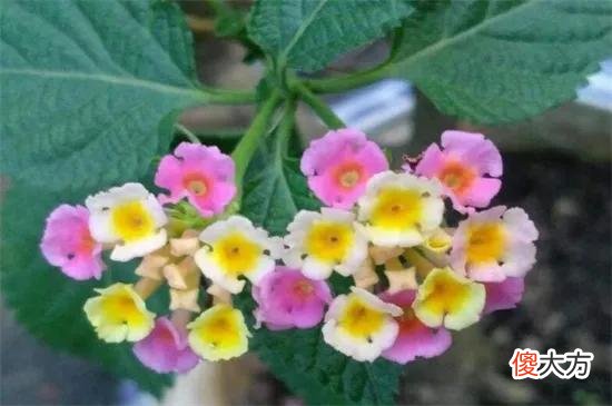 50种名字非常好听又漂亮的花图片分享 各种花的图片和名字 漂亮