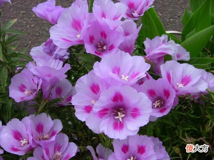 50种名字非常好听又漂亮的花图片分享 各种花的图片和名字 漂亮