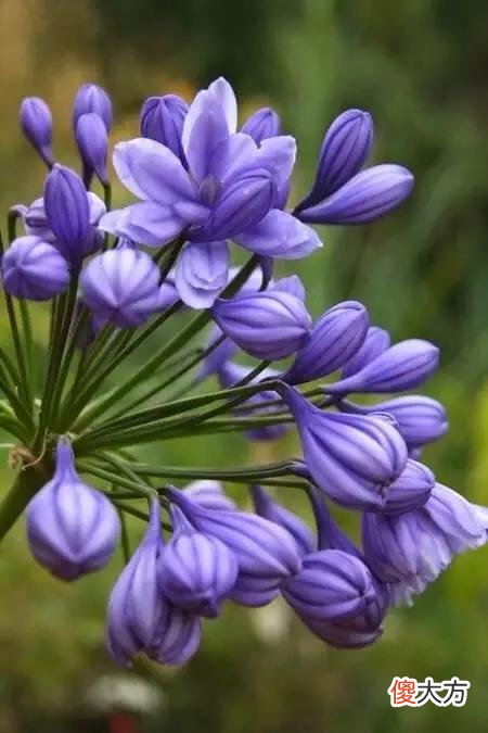 50种名字非常好听又漂亮的花图片分享 各种花的图片和名字 漂亮