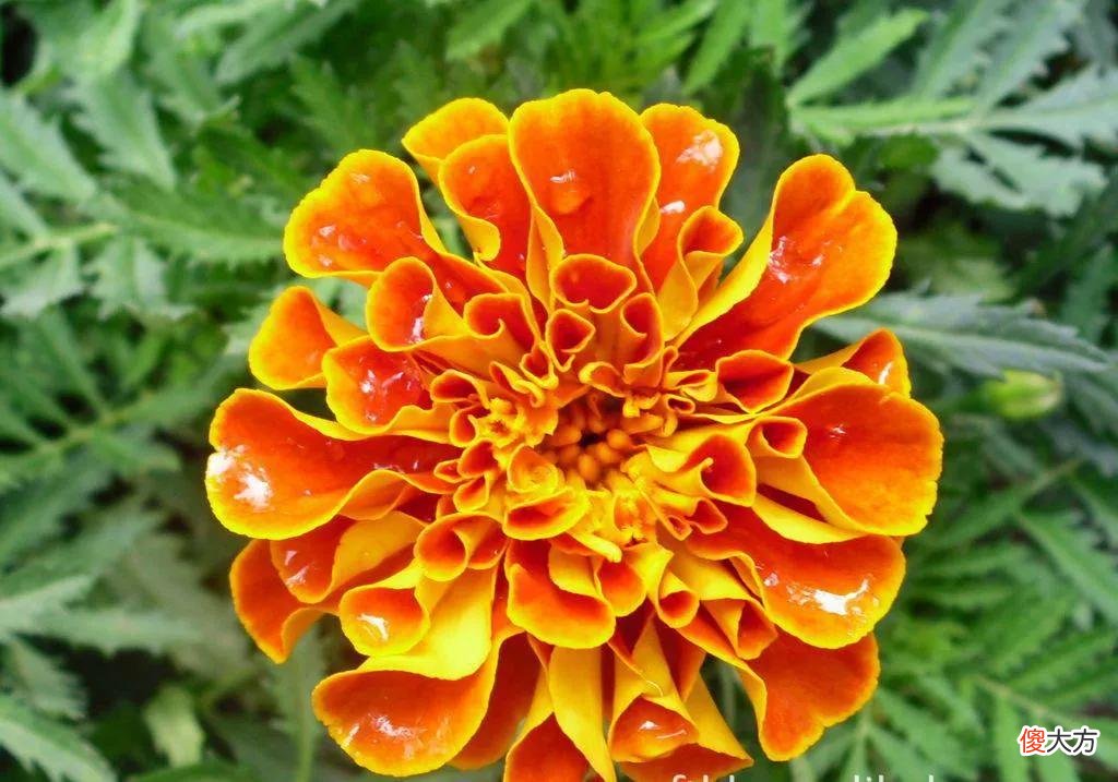 50种名字非常好听又漂亮的花图片分享 各种花的图片和名字 漂亮