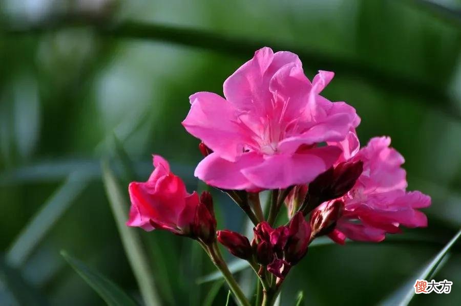 50种名字非常好听又漂亮的花图片分享 各种花的图片和名字 漂亮