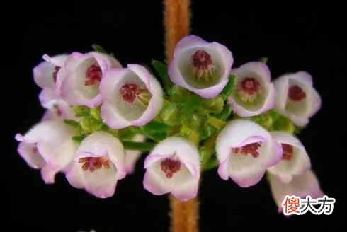 50种名字非常好听又漂亮的花图片分享 各种花的图片和名字 漂亮