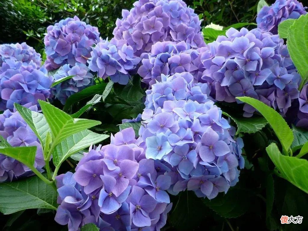 50种名字非常好听又漂亮的花图片分享 各种花的图片和名字 漂亮