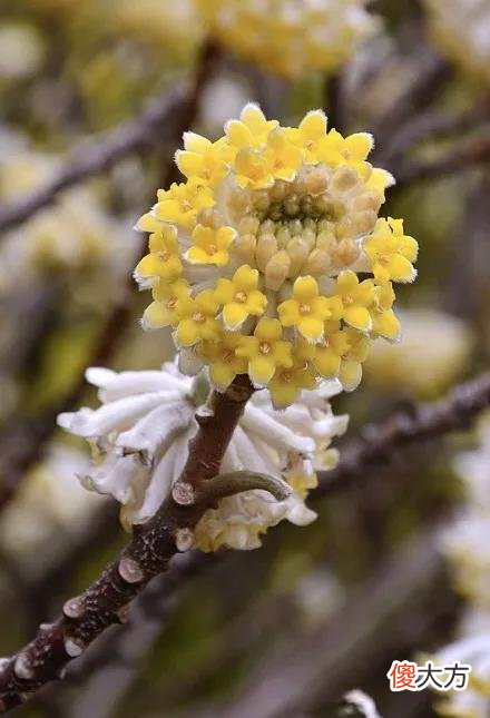 50种名字非常好听又漂亮的花图片分享 各种花的图片和名字 漂亮