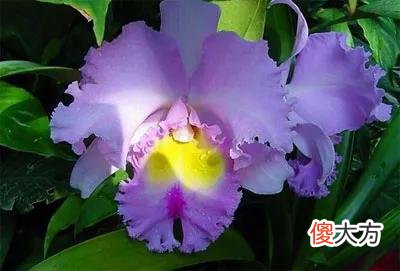 50种名字非常好听又漂亮的花图片分享 各种花的图片和名字 漂亮