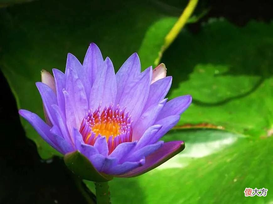 50种名字非常好听又漂亮的花图片分享 各种花的图片和名字 漂亮