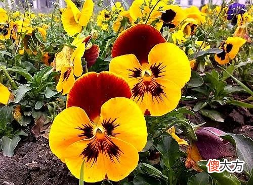 50种名字非常好听又漂亮的花图片分享 各种花的图片和名字 漂亮