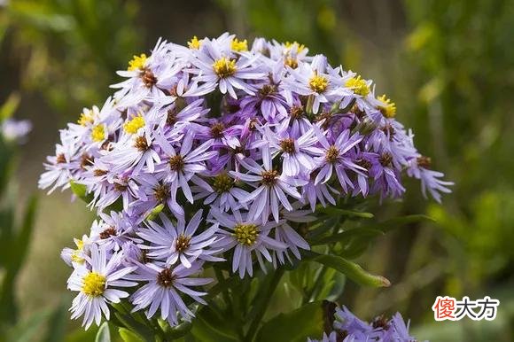 50种名字非常好听又漂亮的花图片分享 各种花的图片和名字 漂亮