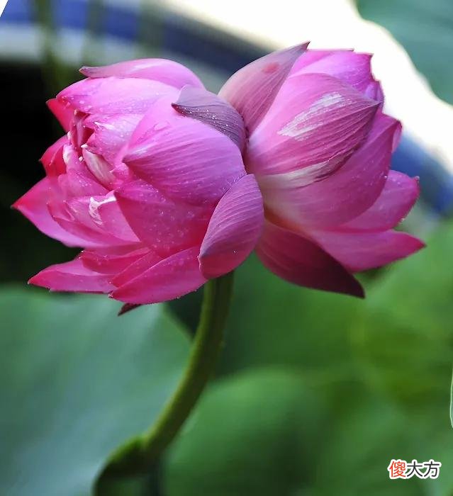 50种名字非常好听又漂亮的花图片分享 各种花的图片和名字 漂亮