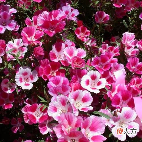 50种名字非常好听又漂亮的花图片分享 各种花的图片和名字 漂亮