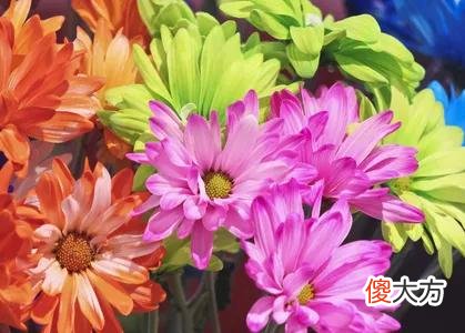 50种名字非常好听又漂亮的花图片分享 各种花的图片和名字 漂亮
