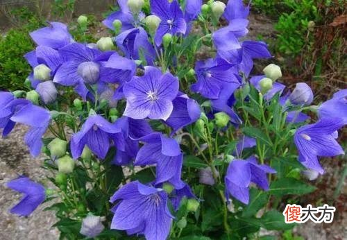 50种名字非常好听又漂亮的花图片分享 各种花的图片和名字 漂亮