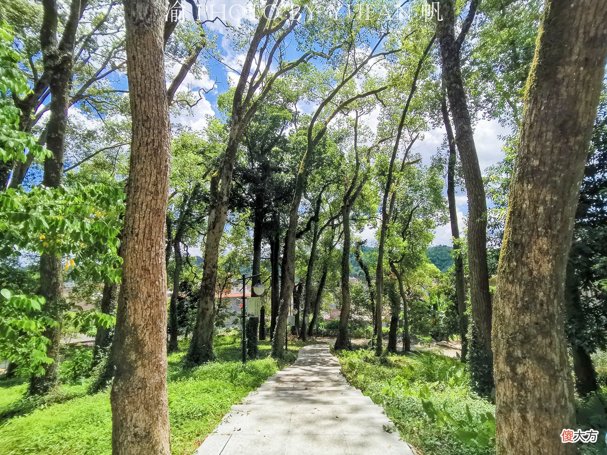 广东的国家森林乡村，隐于珠三角后花园的古香樟林，至今鲜为人知