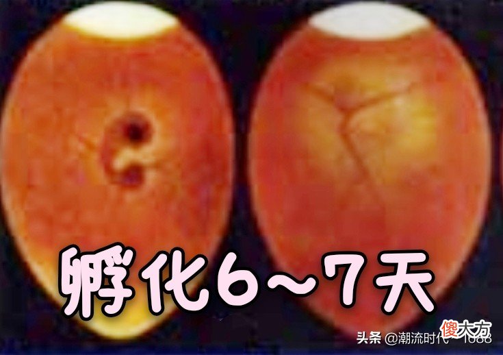 怎么孵化小鸡 怎么孵化小鸡蛋