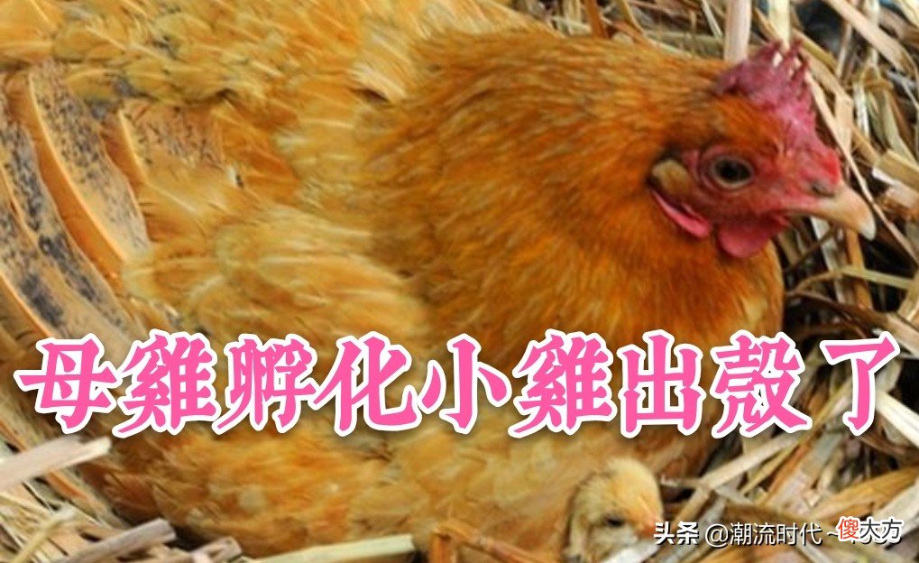 怎么孵化小鸡 怎么孵化小鸡蛋