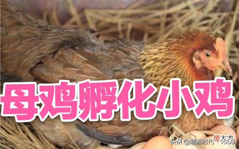 怎么孵化小鸡 怎么孵化小鸡蛋