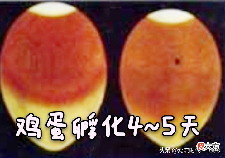 怎么孵化小鸡 怎么孵化小鸡蛋