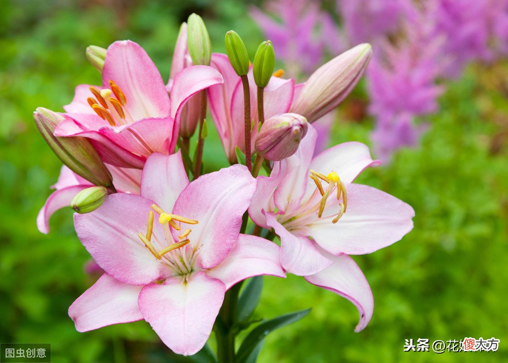 百合花消苞都是水惹的祸吗 百合花苞有水
