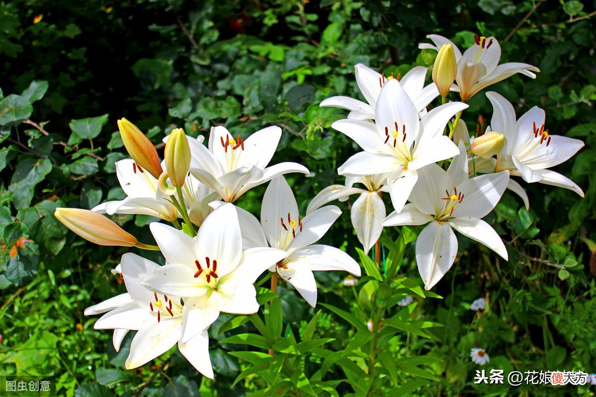 百合花消苞都是水惹的祸吗 百合花苞有水