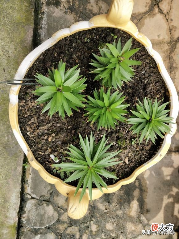百合花消苞都是水惹的祸吗 百合花苞有水