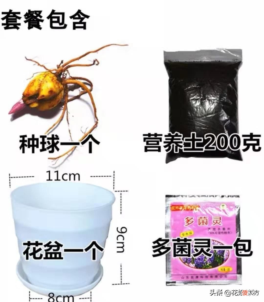百合花消苞都是水惹的祸吗 百合花苞有水