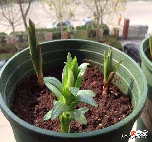 百合花消苞都是水惹的祸吗 百合花苞有水