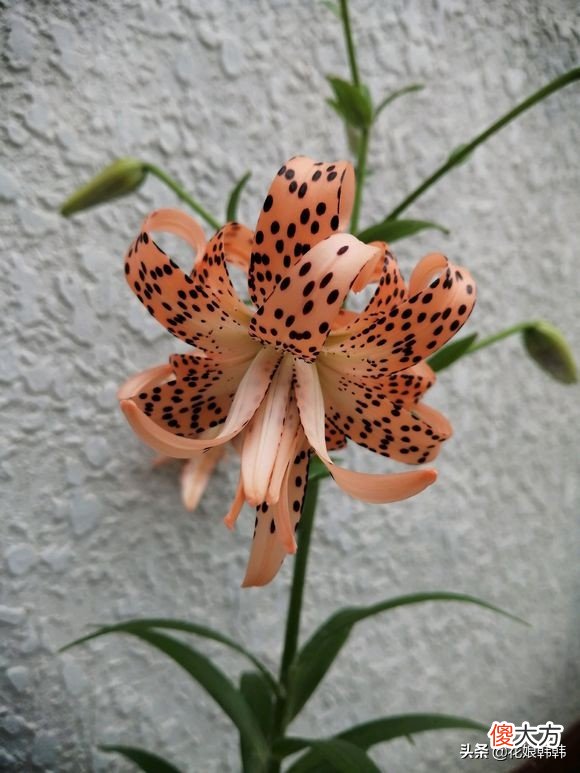 百合花消苞都是水惹的祸吗 百合花苞有水