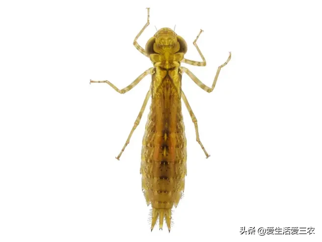 农村常见的水蜻蜓 蜻蜓在农村叫什么