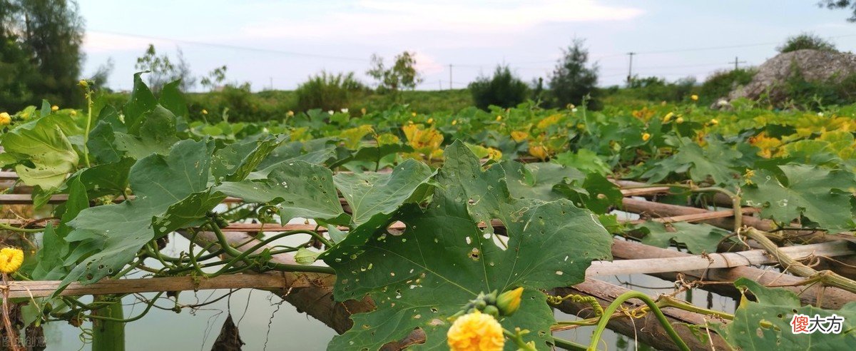 丝瓜穴盘育苗的技术要点 丝瓜的育苗方法